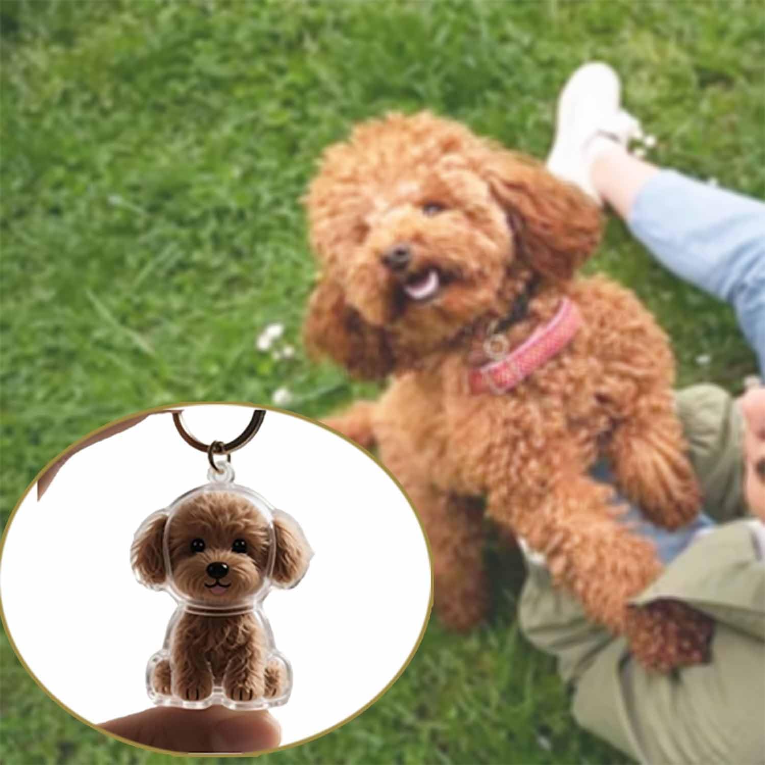 قلادة تذكارية شفافة للحيوانات  - مراجعة Pet Supplies Outlet وسعره