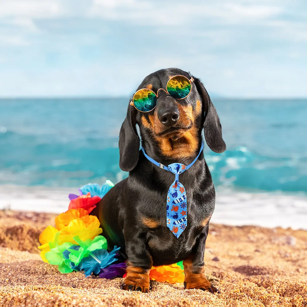 50 قطعة الكلب الاستمالة كلب صغ - مراجعة Pet Supplies Coupon وسعره