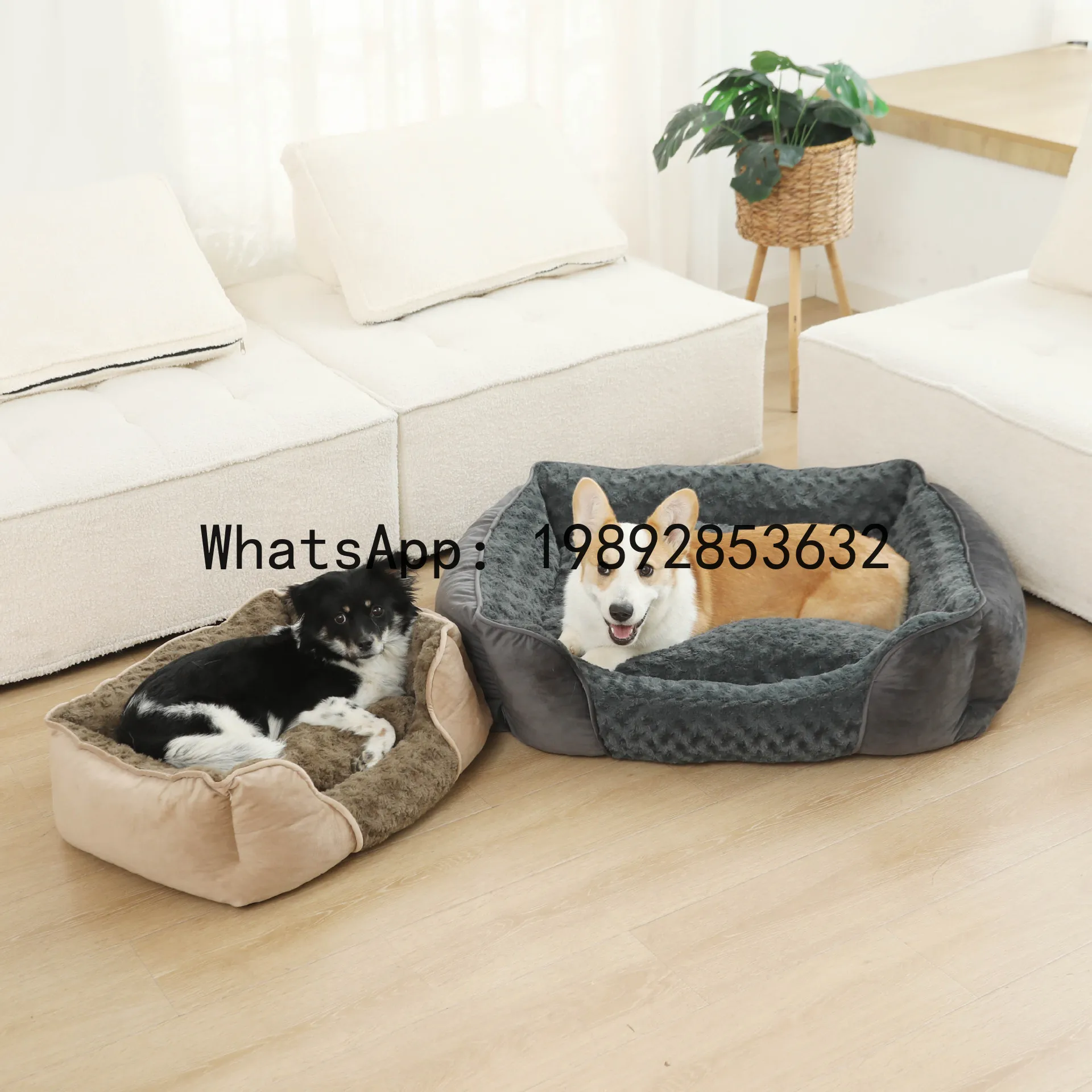 بيت للقطط شبه مغلق، حظيرة للكل - مراجعة Pet X Supplies & Tack Grooming وسعره
