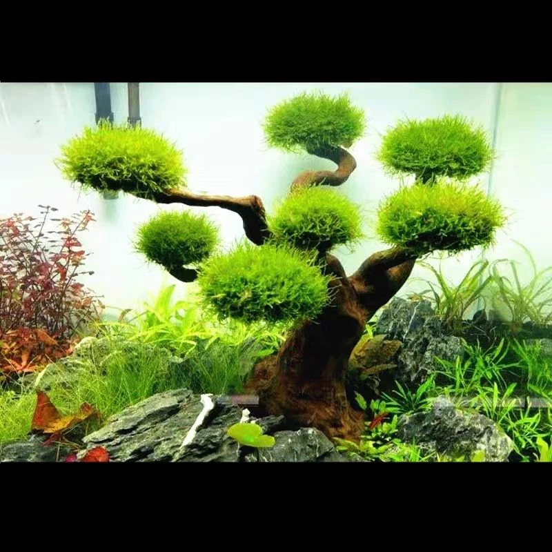 حوض السمك Driftwood المناظر ال - مراجعة Pet Supplies Fish وسعره