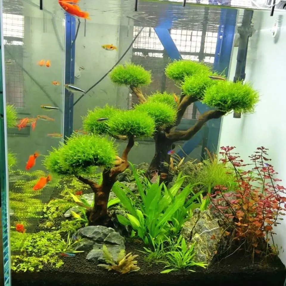 حوض السمك Driftwood المناظر ال - مراجعة Pet Supplies Fish وسعره