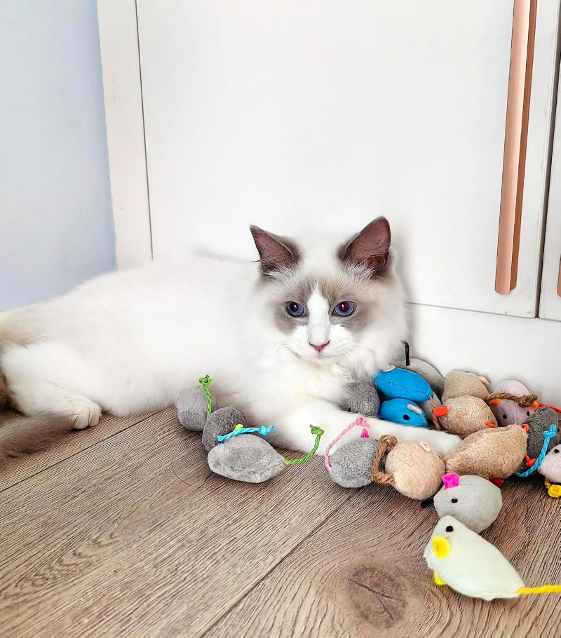 3/200 قطعة ألعاب قطط على شكل ف - مراجعة Catnip Toys وسعره
