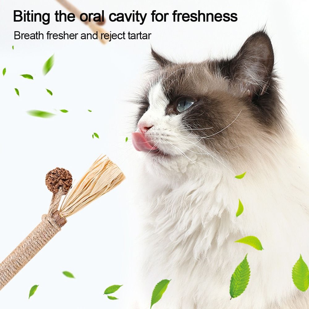سلامة السيزال معجون الأسنان فر - مراجعة Catnip Toys وسعره